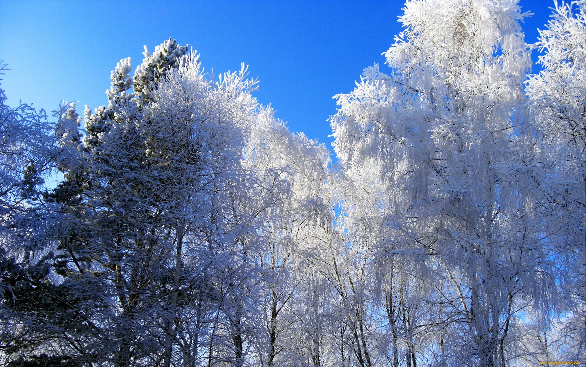 Зима красивые деревья. Куржевина – иней. Зимнее дерево. Деревья в снегу. Иней на деревьях.